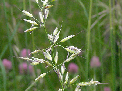 개나래새 사진 - Arrhenatherum elatius (L.) P.Beauv. ex J.Presl & C.Presl Photos