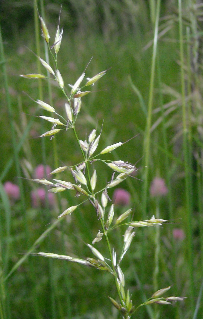 개나래새 - Arrhenatherum elatius (L.) P.Beauv. ex J.Presl & C.Presl