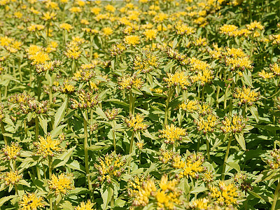 가는기린초 사진 - Sedum aizoon Photos