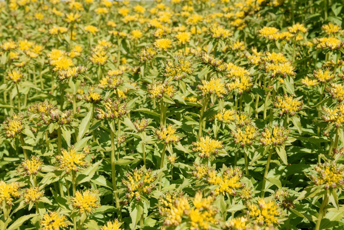 가는기린초 - Sedum aizoon