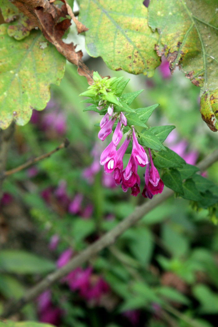 꽃며느리밥풀 - Melampyrum roseum Maxim.