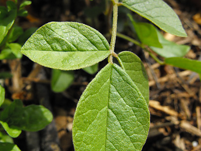 감초 사진 - Glycyrrhiza uralensis Fisch. Photos