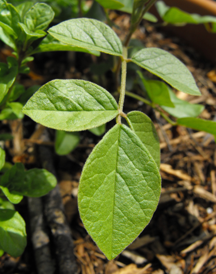 감초 - Glycyrrhiza uralensis Fisch.
