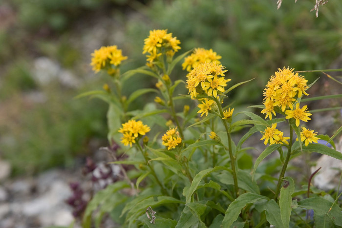 나래미역취 - Solidago virgaurea var. coreana Nakai