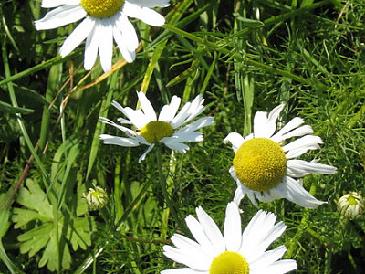 개꽃아재비 사진 - Anthemis cotula L. Photos