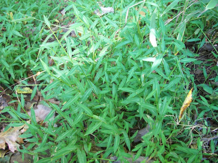 나도바랭이새 - Japanese Stiltgrass, Microstegium vimineum (Trin.) A.Camus var. vimineum