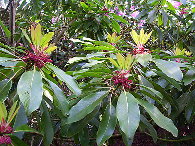 굴거리나무 사진 - Daphniphyllum macropodum Miq. Photos