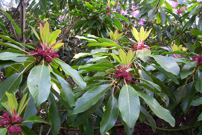 굴거리나무 - Daphniphyllum macropodum Miq.