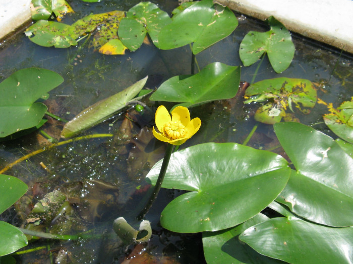 개연꽃 - Nuphar japonicum DC.