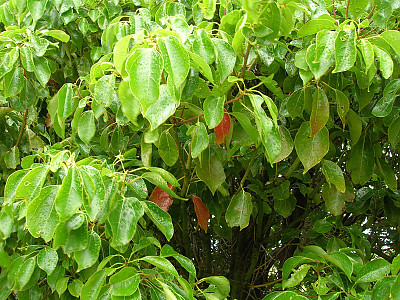 녹나무 사진 - Cinnamomum camphora (L.) J.Presl Photos