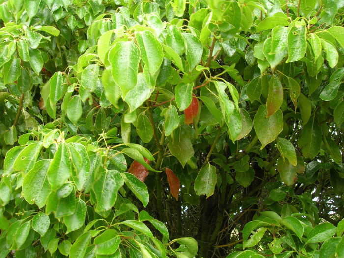 녹나무 - Cinnamomum camphora (L.) J.Presl
