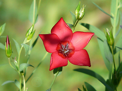 꽃아마 사진 - Linum grandiflorum Photos