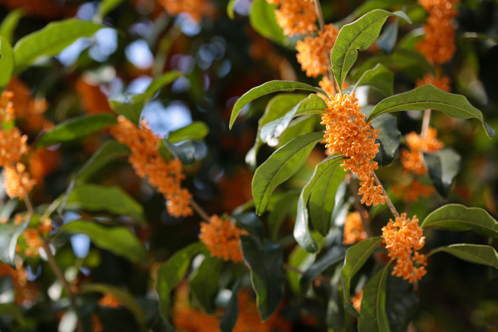 금목서 - Osmanthus fragrans var. aurantiacus Makino