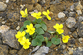 구름제비꽃 - Viola crassa Makino