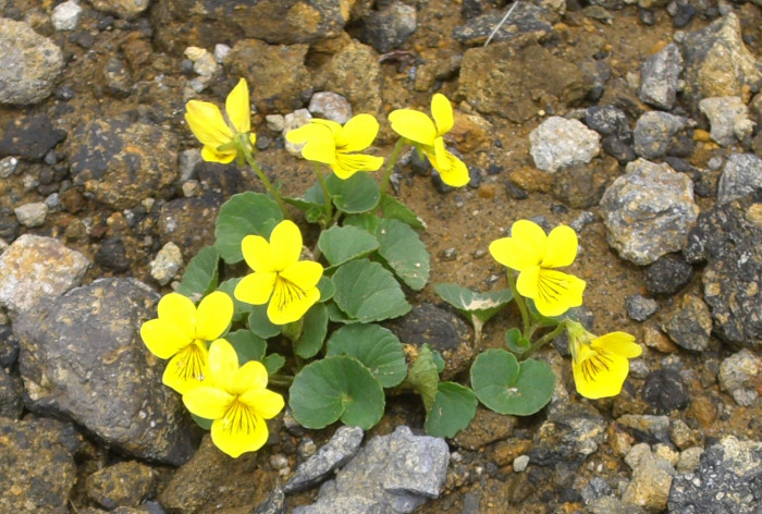 구름제비꽃 - Viola crassa Makino