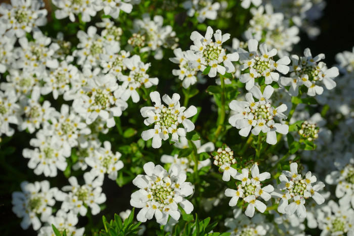 눈꽃 - Candytuft, Iberis sempervirens