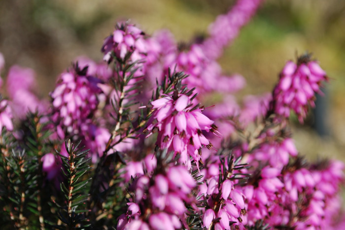 구석남 - Spring heath, Erica melanthera