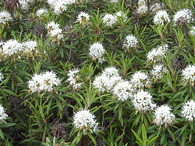 백산차 사진 - Ledum palustre L. var. decumbens Aiton Photos
