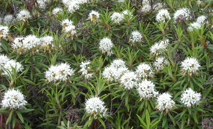 백산차 - Ledum palustre L. var. decumbens Aiton