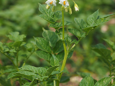 감자 사진 - Solanum tuberosum L. Photos