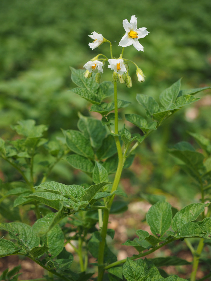 감자 - Potatoes , Solanum tuberosum L.