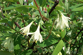 개들쭉나무 - Lonicera caerulea var. emphyllocalyx (Maxim.) Nakai