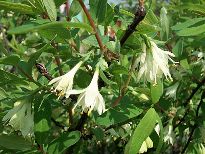 개들쭉나무 사진 - Lonicera caerulea var. emphyllocalyx (Maxim.) Nakai Photos