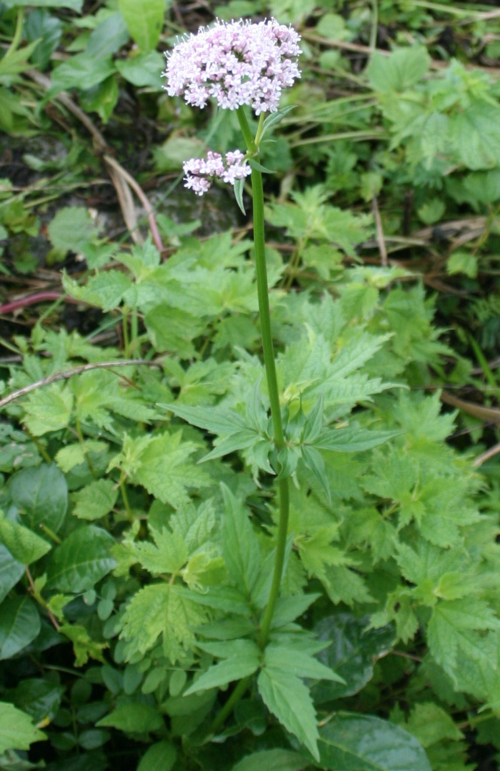 광릉쥐오줌풀 - Valeriana fauriei var. dasycarpa Hara