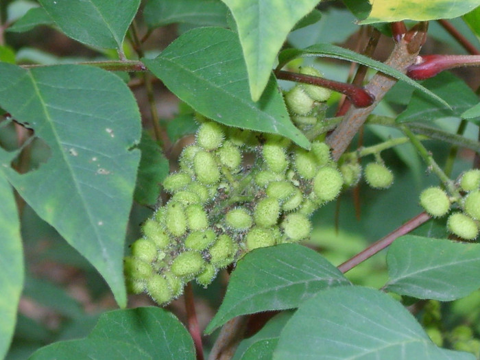 개옻나무 - Rhus trichocarpa Miq.