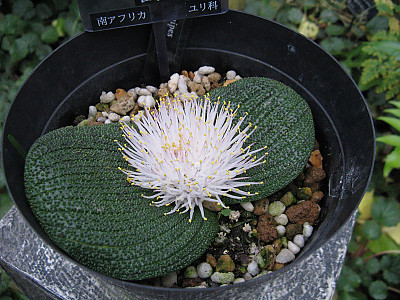 마소니아 퍼스툴레타 사진 - Massonia pustulata Photos