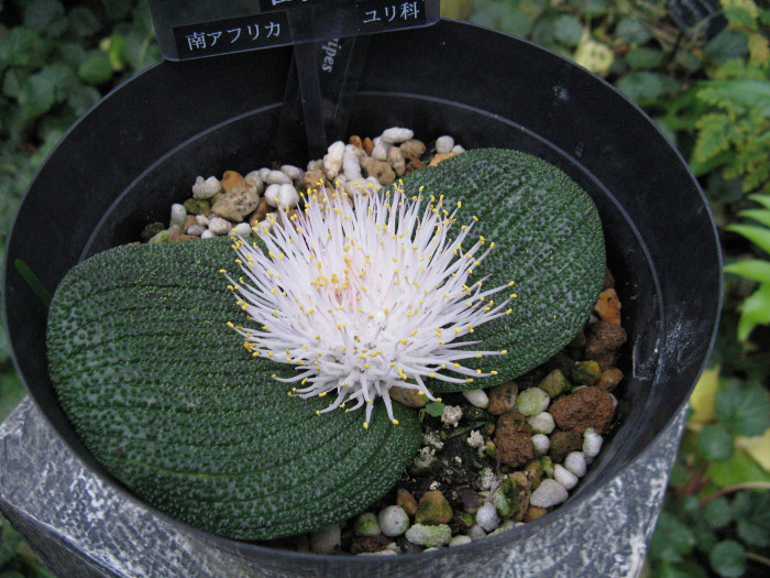 마소니아 퍼스툴레타 - hedgehog lily, Massonia pustulata