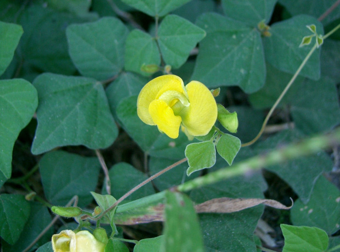 여우팥 - Dunbaria villosa