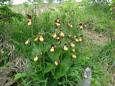 노랑복주머니란 사진 - Cypripedium calceolus L. Photos