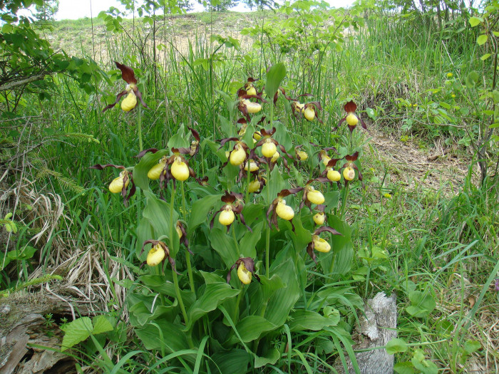 노랑복주머니란 - Cypripedium calceolus L.