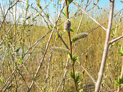 당키버들 사진 - Salix purpurea var. smithiana Trautv. Photos