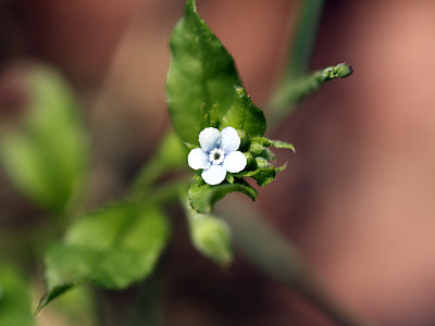 꽃받이 사진 - Bothriospermum tenellum (Hornem.) Fisch. & C.A.Mey. Photos