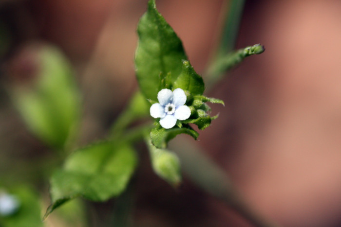 꽃받이 - Bothriospermum tenellum (Hornem.) Fisch. & C.A.Mey.