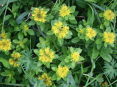 가는기린초 사진 - Sedum aizoon Photos