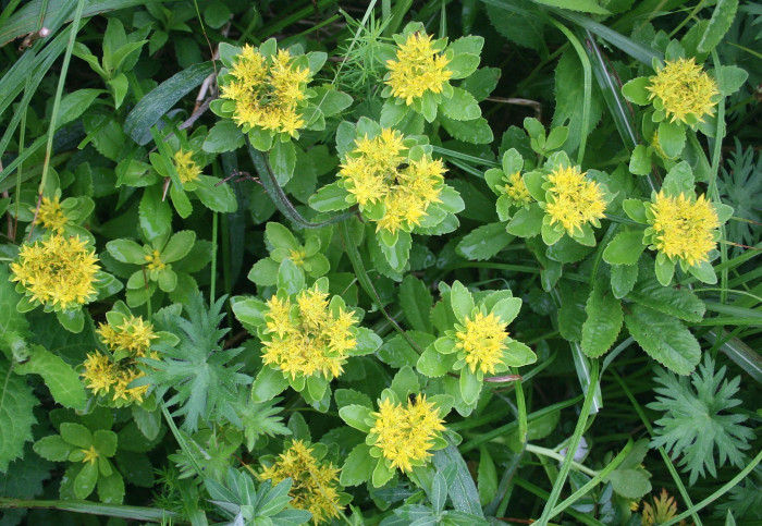 가는기린초 - Sedum aizoon