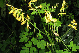 가는괴불주머니 - Corydalis raddeana Regel