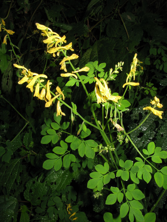 가는괴불주머니 - Corydalis raddeana Regel