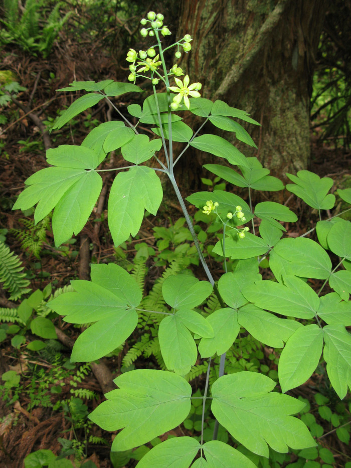 꿩의다리아재비 - Caulophyllum robustum Maxim.