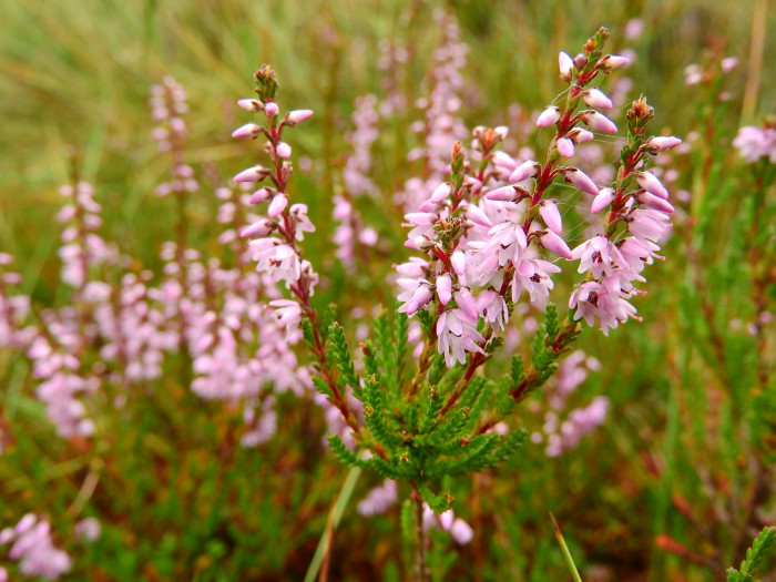 구석남 - Spring heath, Erica melanthera