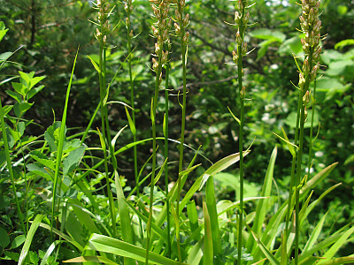 끈적쥐꼬리풀 사진 - Aletris foliata (Maxim.) Makino & Nemote Photos