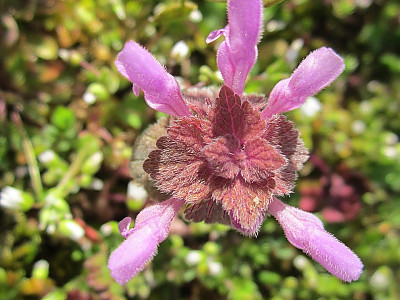 자주광대나물 사진 - Lamium purpureum L. Photos