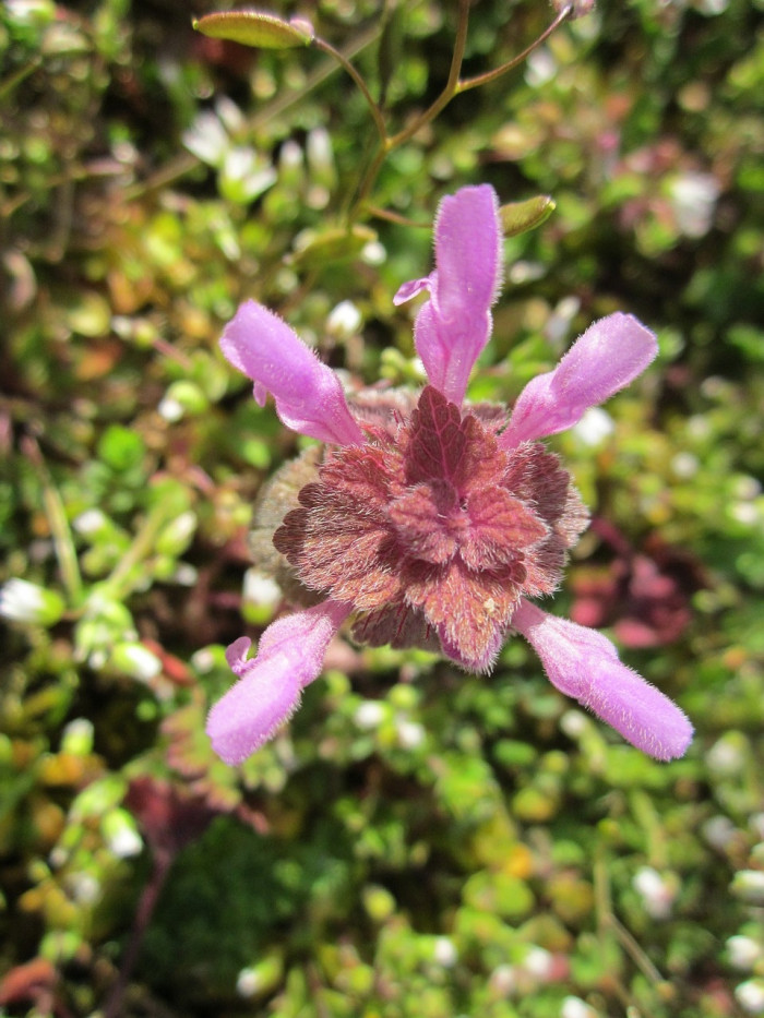 자주광대나물 - Lamium purpureum L.