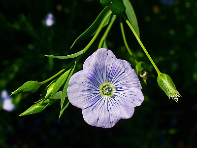 아마 사진 - Linum usitatissimum L. Photos