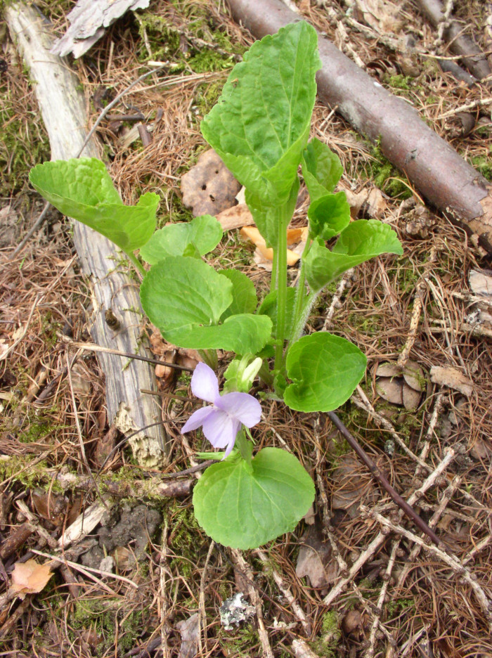넓은잎제비꽃 - Viola mirabilis L.
