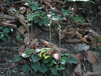 노루발 사진 - Pyrola japonica Klenze ex Alef. Photos