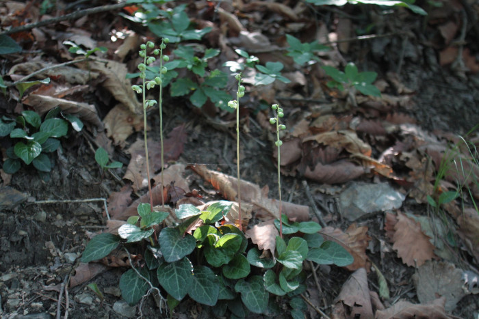 노루발 - Pyrola japonica Klenze ex Alef.